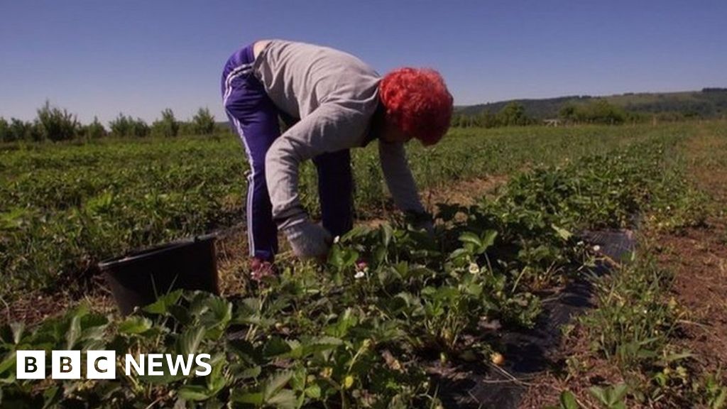 Farming labour shortage could mean price rises, MPs warns