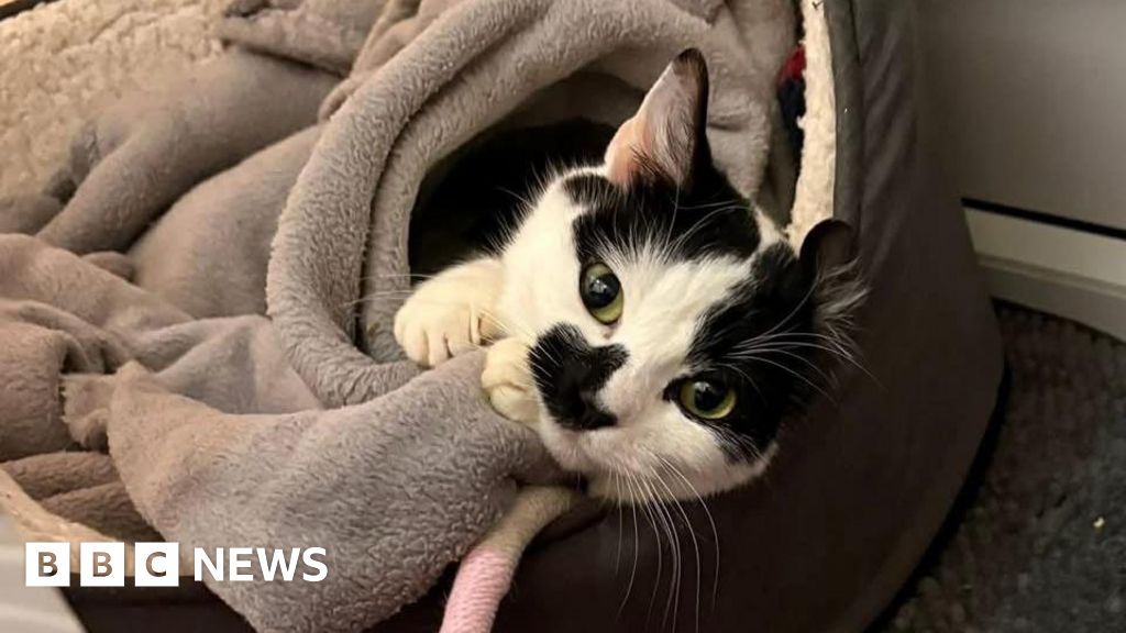 bbc.co.uk - Holly Phillips - RSPCA rescues cat from being trapped behind boiler in Hull house