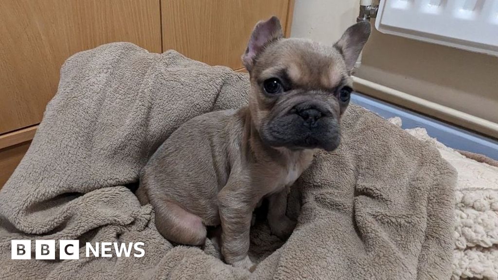 Kent: Puppy found abandoned and riddled with worms in box near Maidstone 