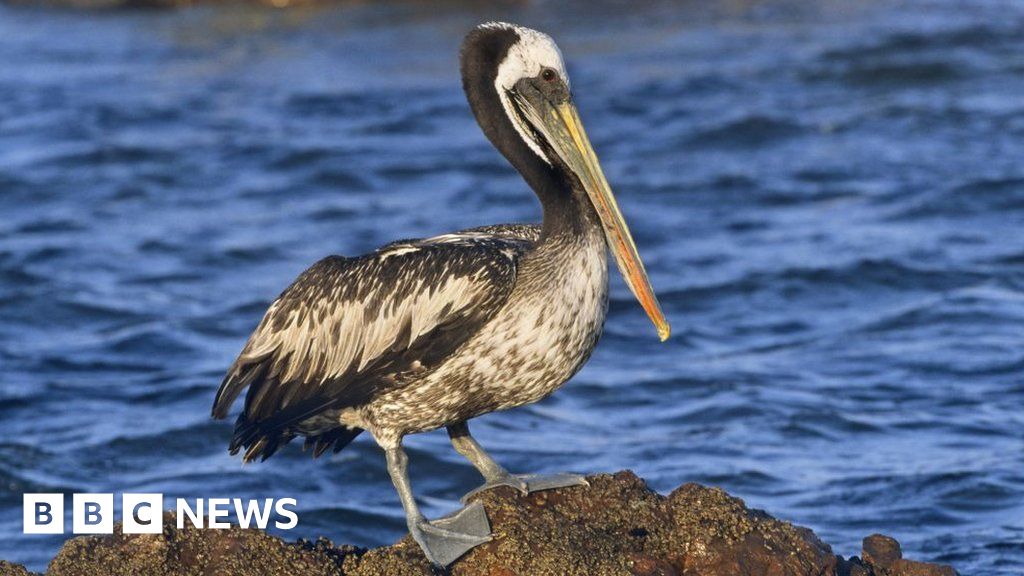 Peru bird flu: Thousands of pelicans found dead - BBC
