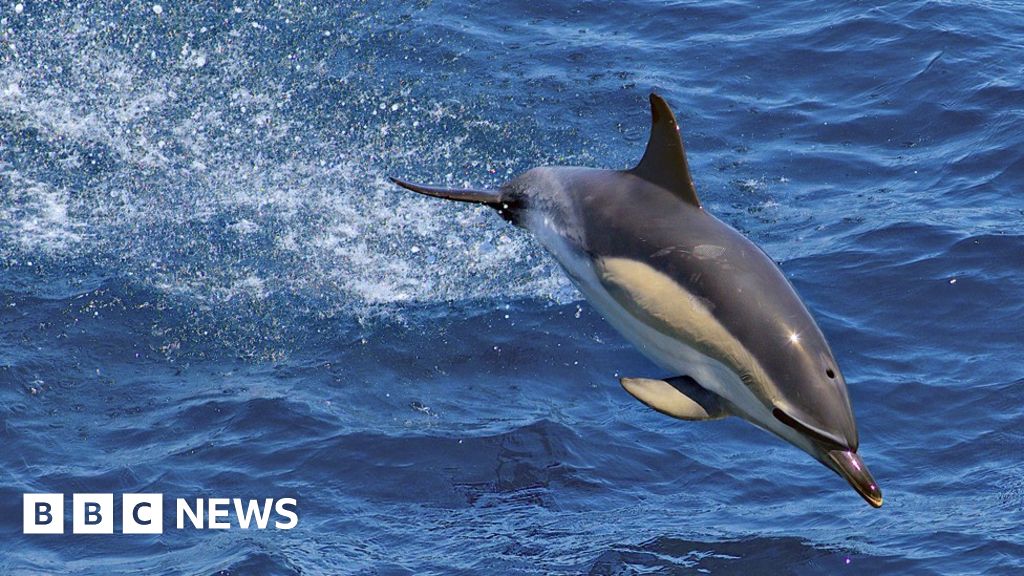 Бискайският залив: Франция временно забранява риболова, за да защити делфините