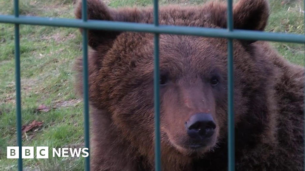 First look at European brown bears in Dundee - BBC News