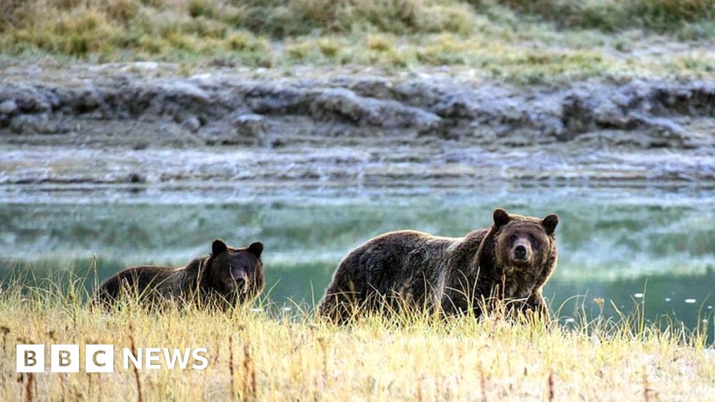Soundgathering musician killed by grizzly bear Soundgathering musician killed by grizzly bear