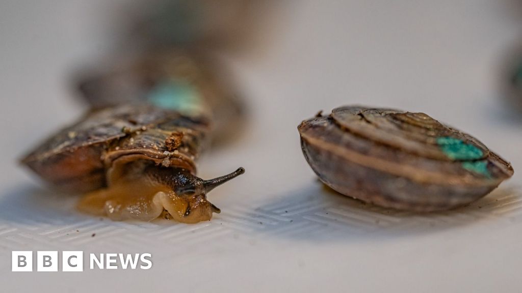 1,329 tiny snails released on remote island