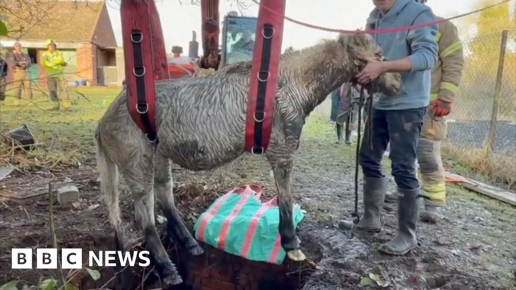 Trapped pony rescued from Thaxted septic tank by fire crews