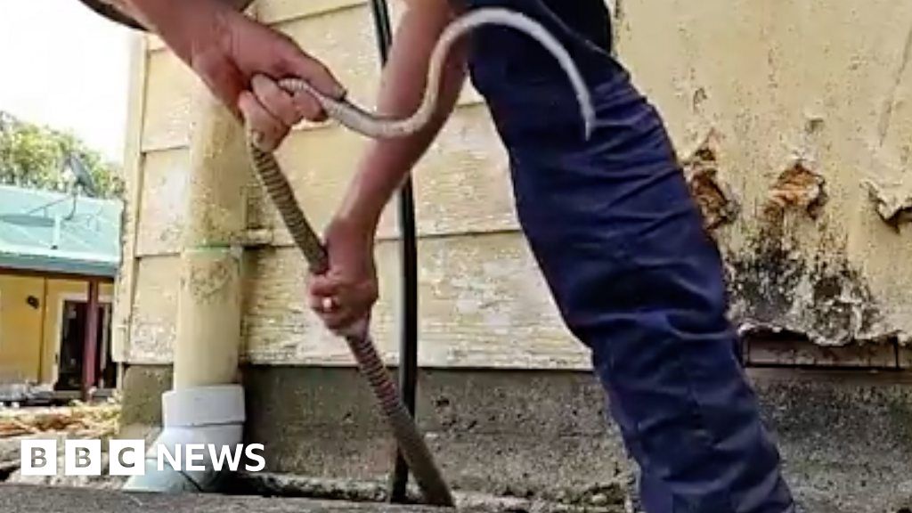 Watch: Man grabs highly venomous snake on live-stream