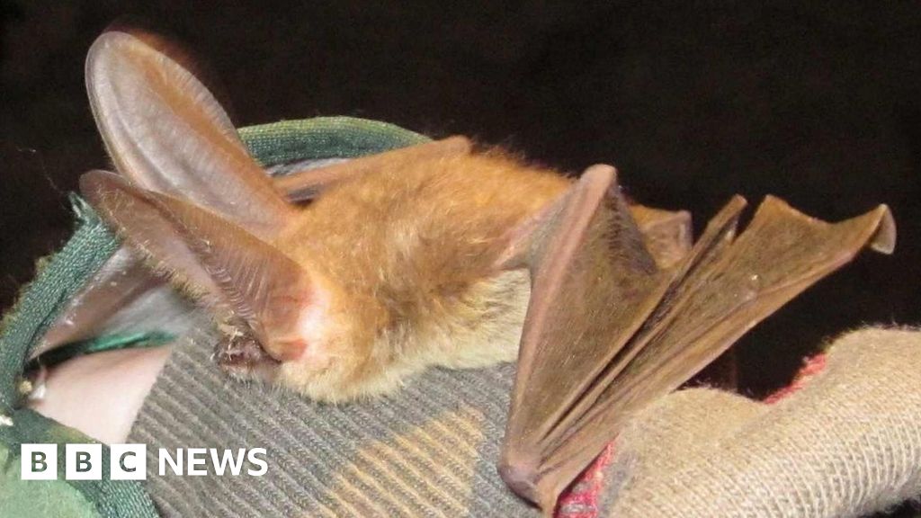 Rare bat population on Bristol estate more than doubles - BBC News