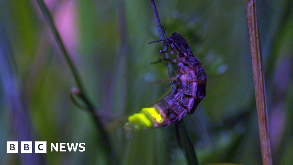 Glow worms and slime moulds found in Scotland's declining rainforest