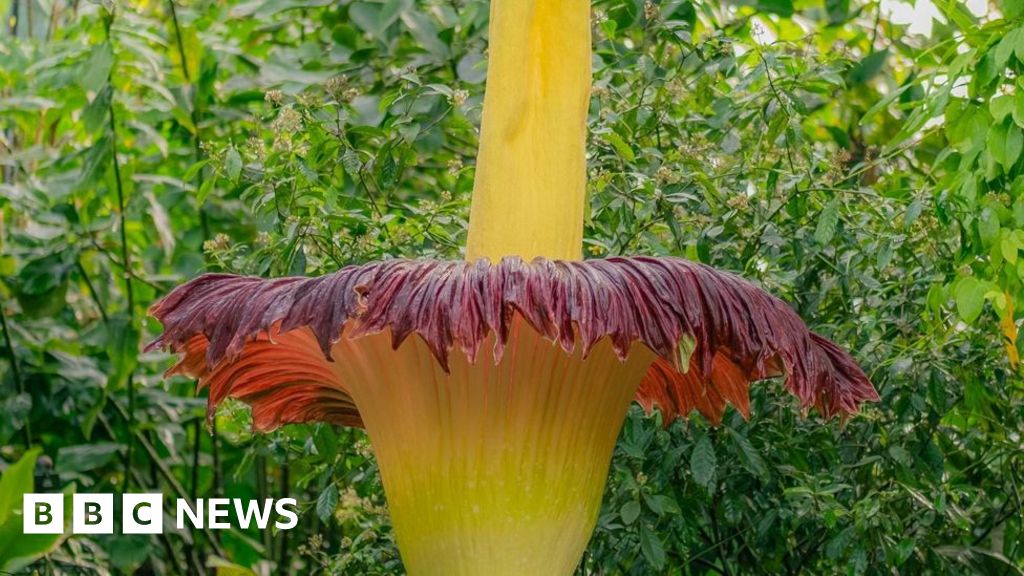 Queue gathers to sniff 'corpse flower' stench