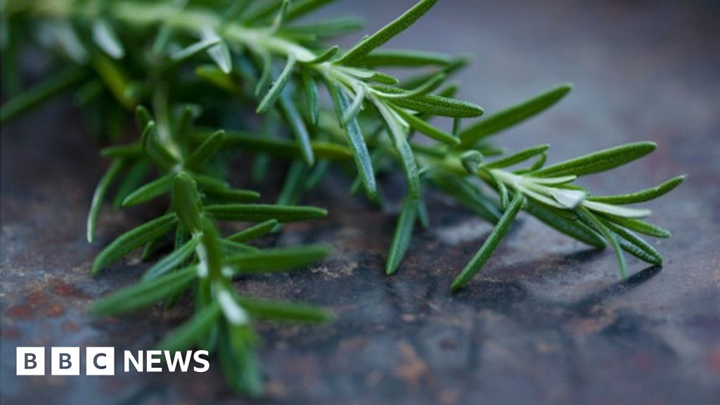 Exam Revision Students Should Smell Rosemary For Memory Bbc News Exam Revision Students Should Smell Rosemary For Memory