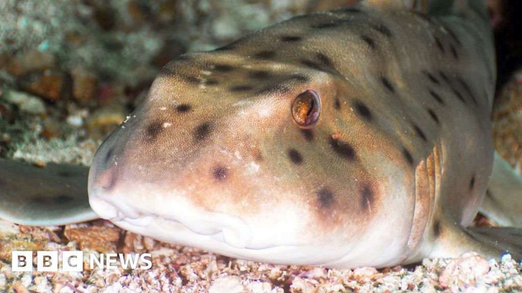 Shark kidnapped from Texas aquarium in baby's pram