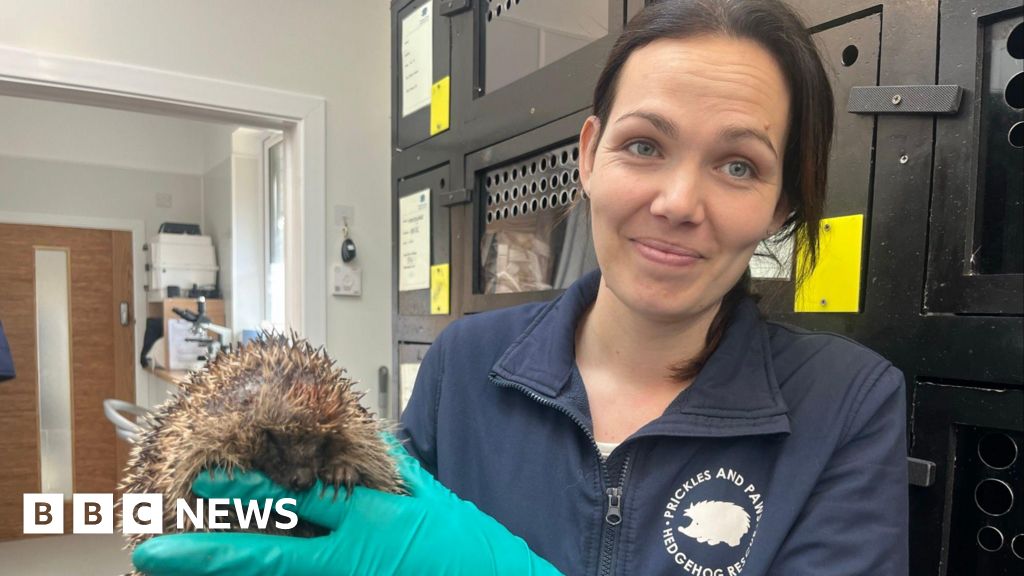 Charity opens £300,000 'Hogspital' rescue centre