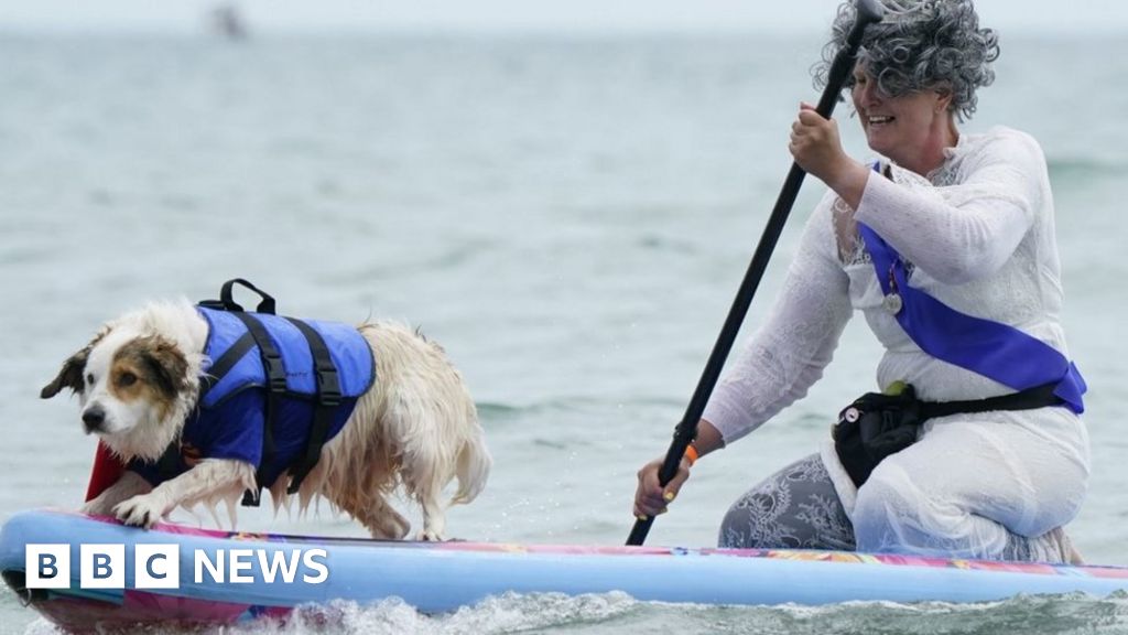Dog Surfing Championships take place at Poole's Branksome Dene Chine