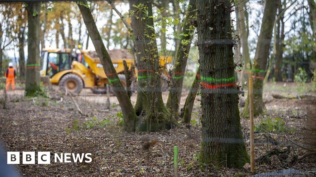 HS2: Moving ancient woodland habitat for rail line flawed, ecologists say