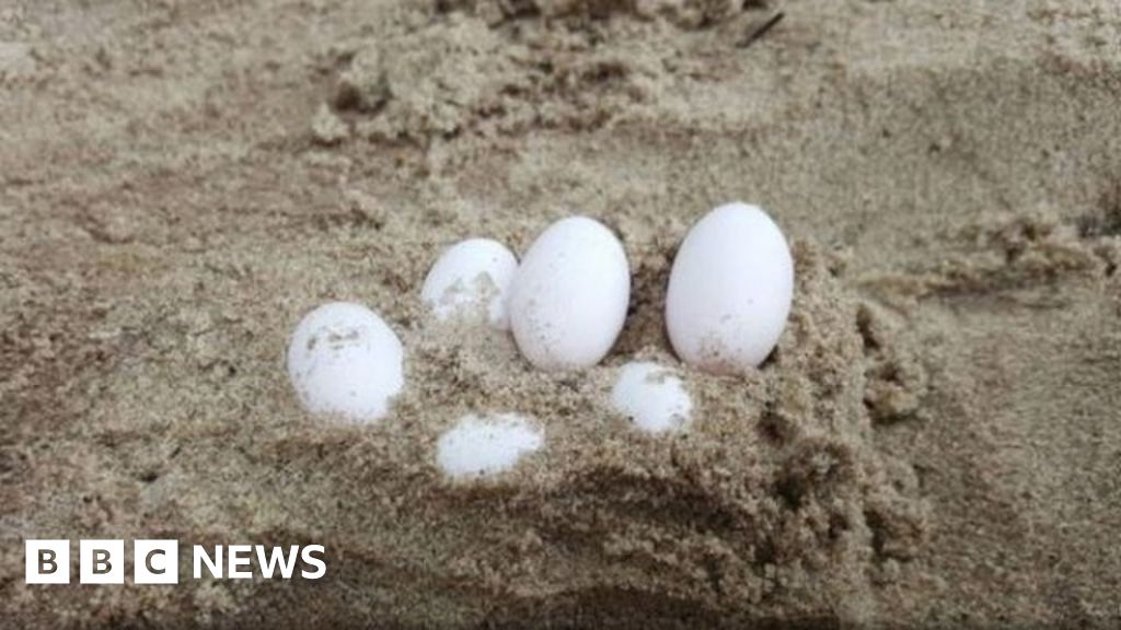 Dozens of reptile eggs found in Australian school sandpit - BBC News