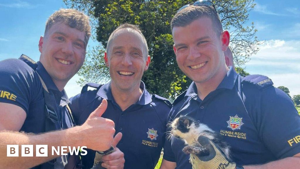 Kitten's 'miraculous' rescue from Grimsby drain by firefighters - BBC News