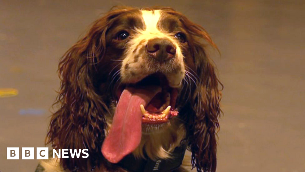 Commonwealth Games: Drones And Dogs Part Of Security Plans