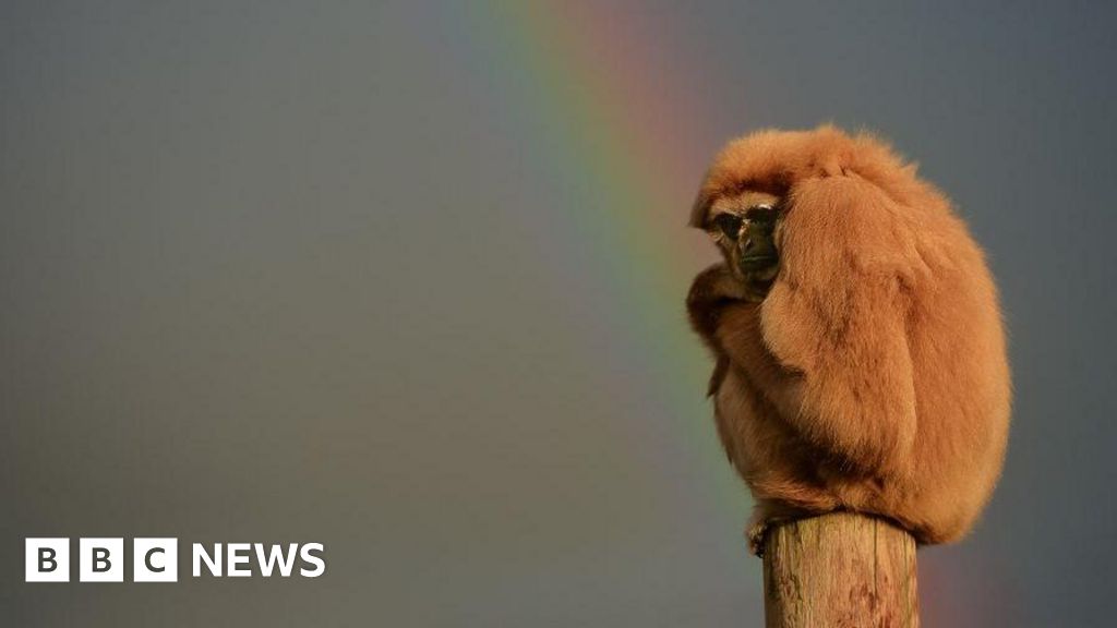 Tourist attractions call for changes to weather apps over 'misleading' rain icons