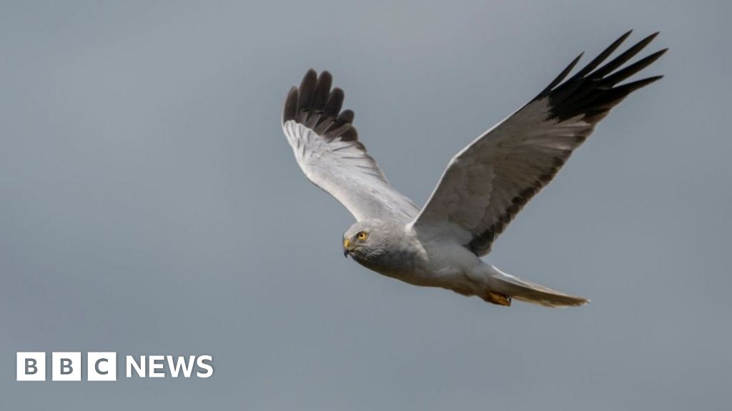 bbc.co.uk - James Fell - Lancashire's wildlife to 'flourish' under nature plan