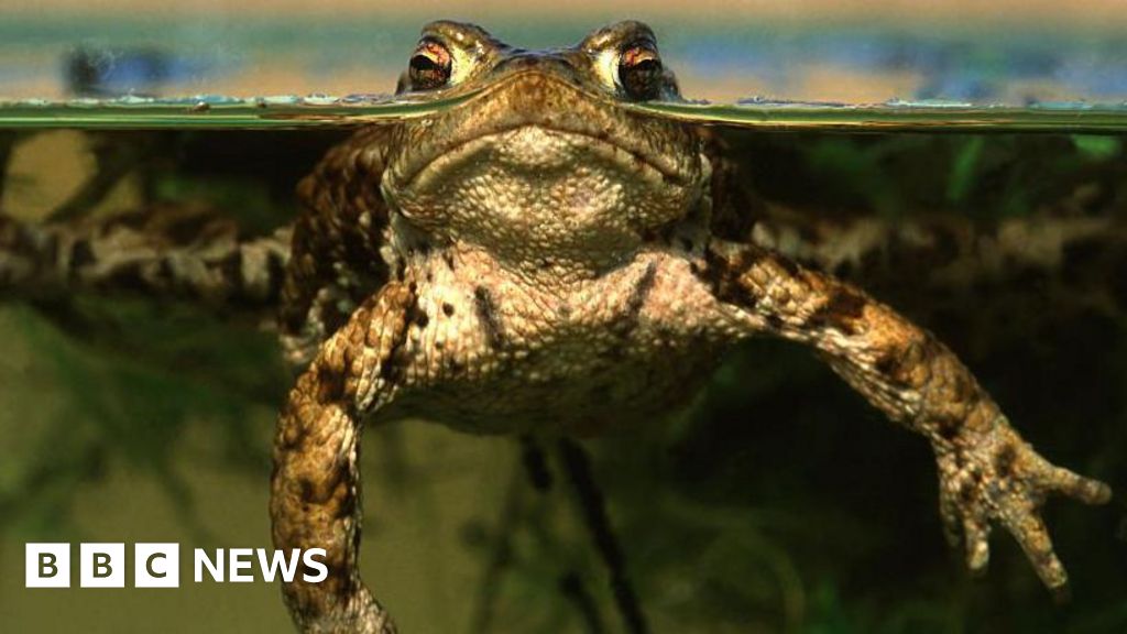 Fears for 1,000 toads after reservoir drained by water company