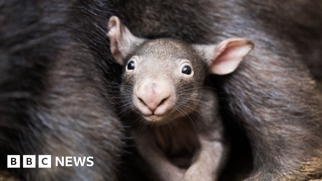 Weekly quiz: What outrage did the influencer inflict on the baby wombat?