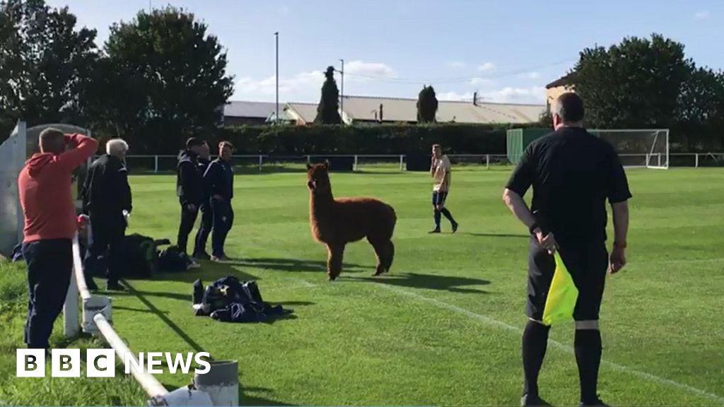 Alpaca pitch invader disrupts Carlton Athletic football match
