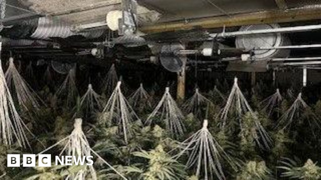 Police Seize Nearly £1 Million Cannabis Hauls in Scotland, England, Northern Ireland