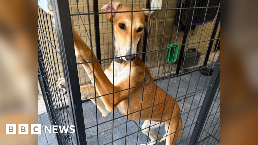 Multiple Dog and Owner Cliff Rescues Reported