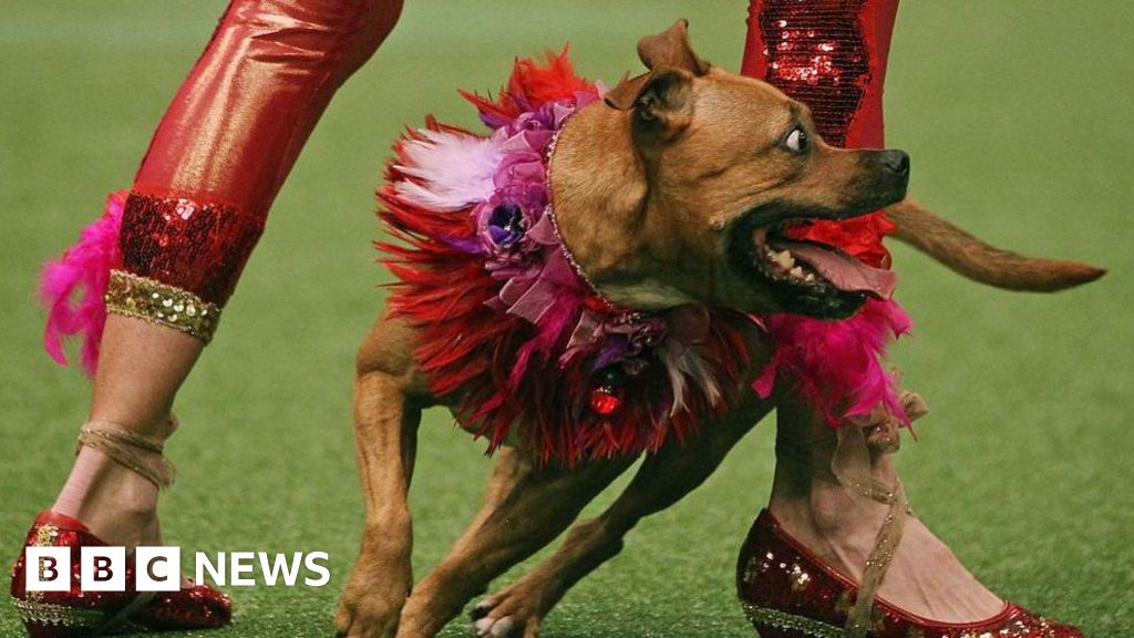 Sejarah pertunjukan anjing dalam gambar