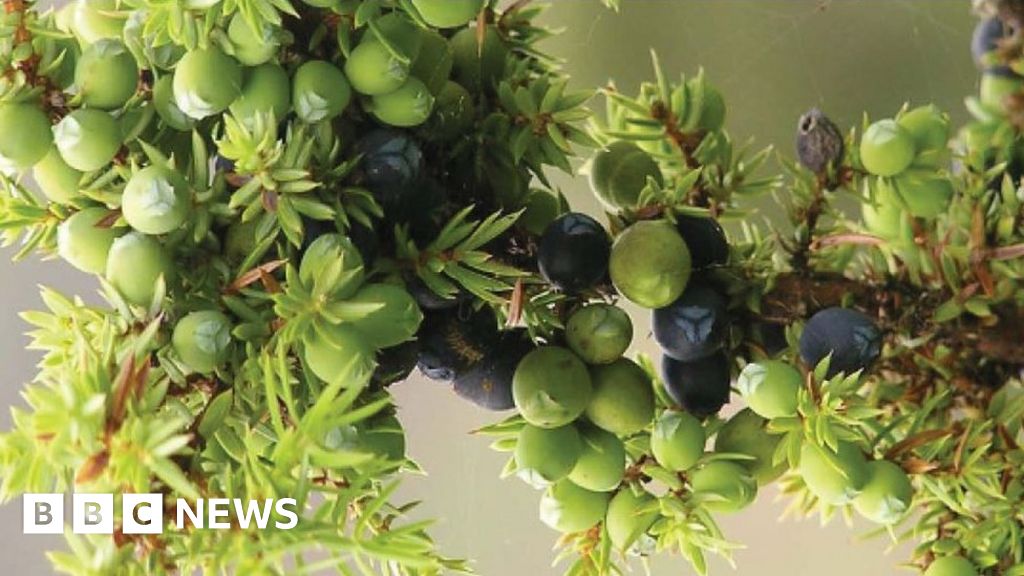 Juniper plant used in gin production in 'critical state' BBC News