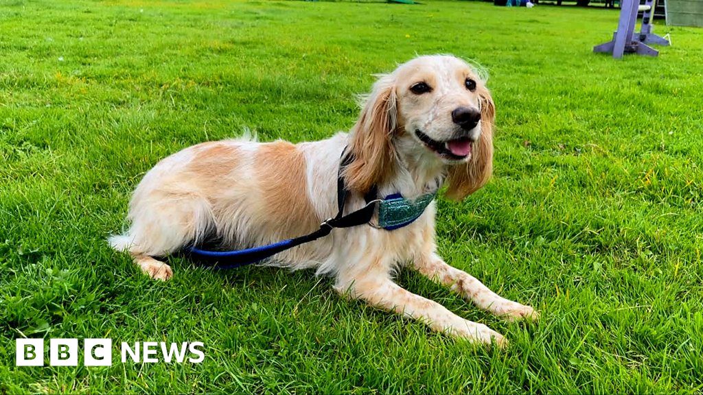 Gilberdyke Rescue Dog To Take Centre Stage At Crufts 2024 BBC News    130879122 P0g89yvq 