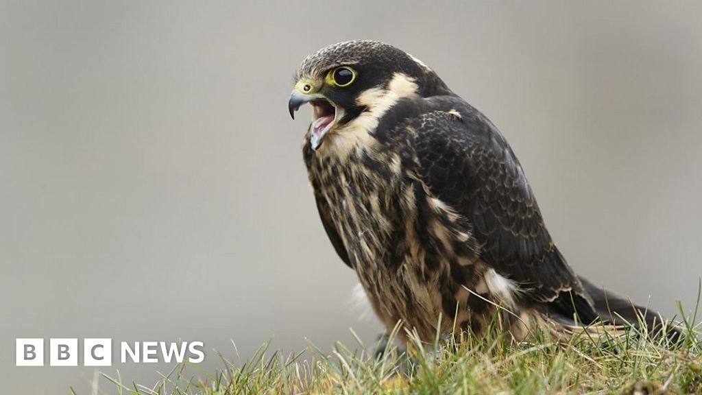 Rare Hobby Falcons Sighted In Northern Ireland Bbc News