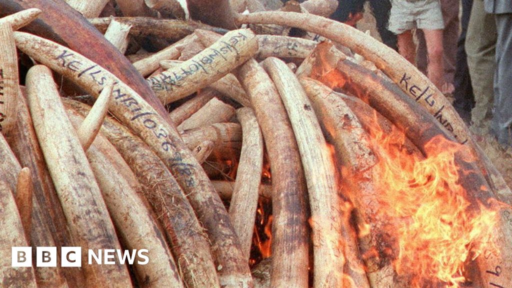 Kenya's ivory inferno Does burning elephant tusks destroy them? BBC News