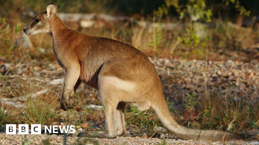 Wallaby on the loose spotted by binman near Henley on Thames BBC