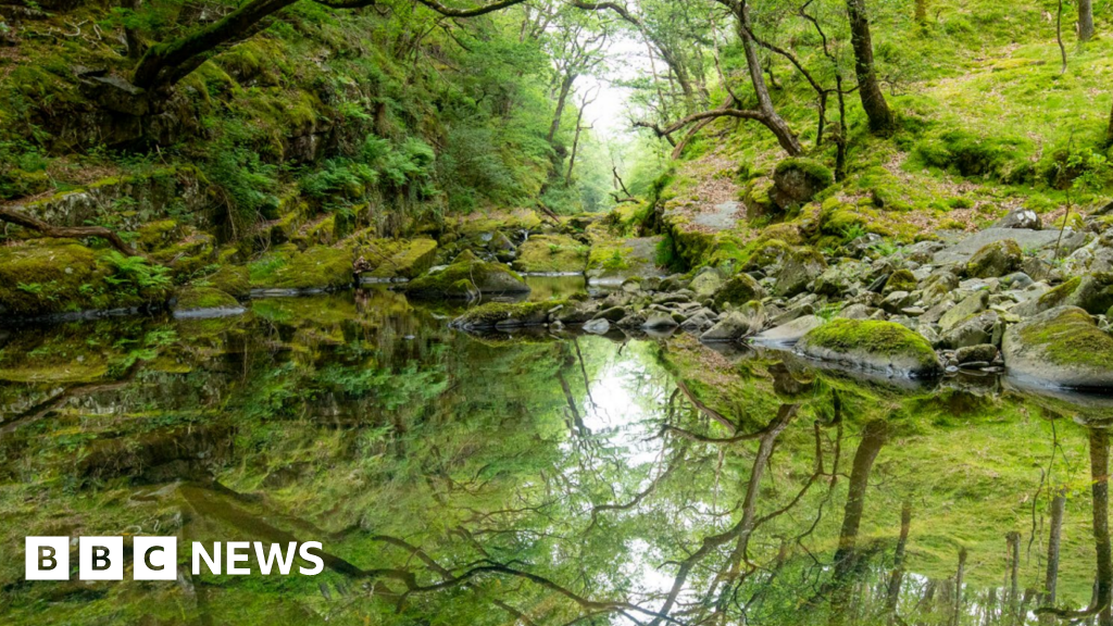 Celtic rainforest facing species 'extinction crisis'