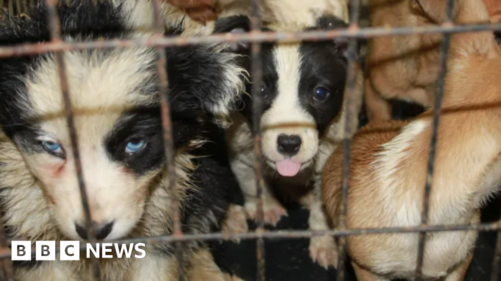Durham issues warning about criminal tactics used by puppy dealers Durham issues warning about criminal tactics used by puppy dealers