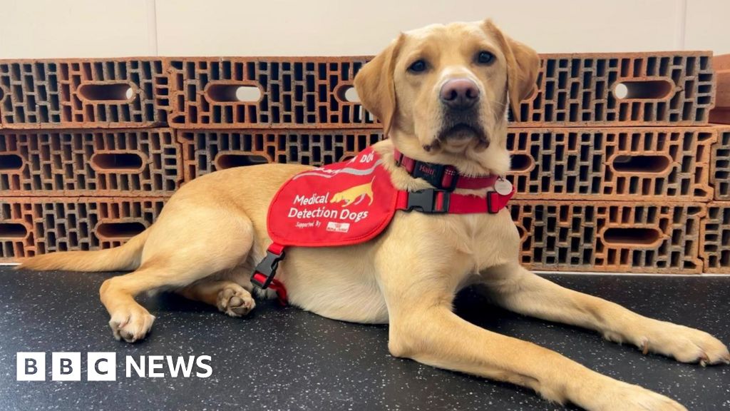 Battersea rescue dog to sniff out lung infection