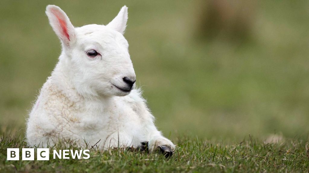 Thousands Flock To Sheep Event In West Linton - Bbc News