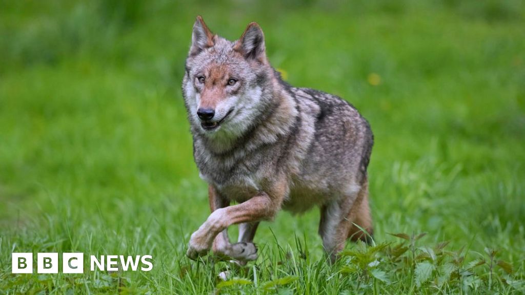 Вълците побеждават срещу фермери, тъй като швейцарското унищожаване е задържано