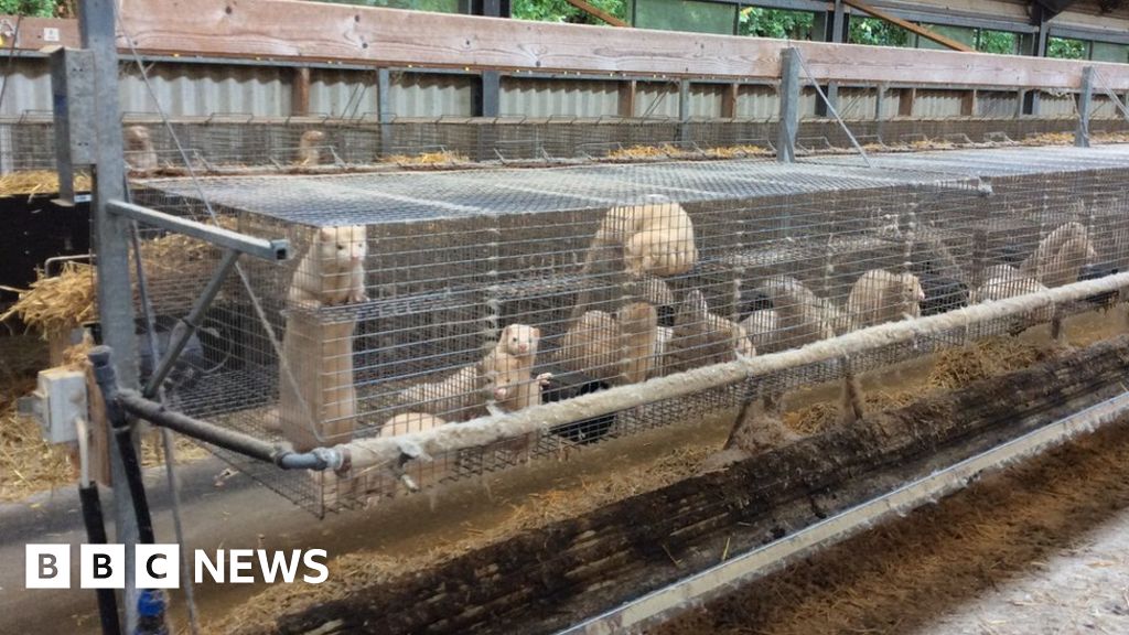 Will welfare checks improve conditions on fur farms? BBC News