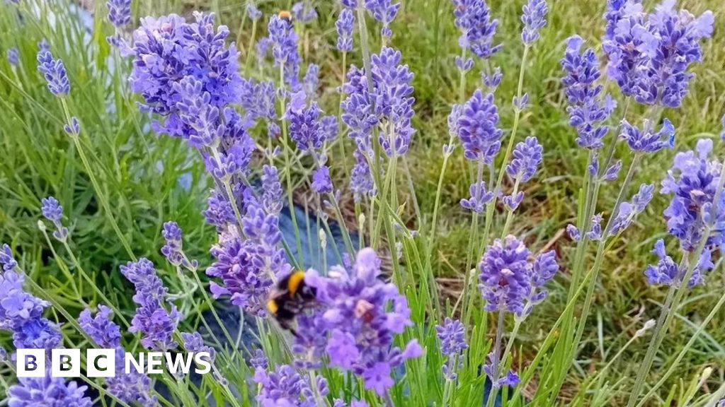 Cotswold lavender farm closes early due to weather – BBC Cotswold lavender farm closes early due to weather – BBC