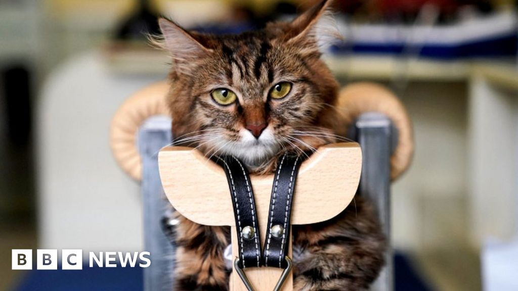 Pet Acupuncture Would You Try This Alternative Treatment Bbc News