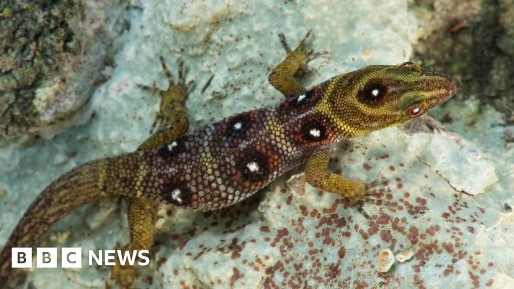 Army of islanders to protect gecko the size of a paperclip