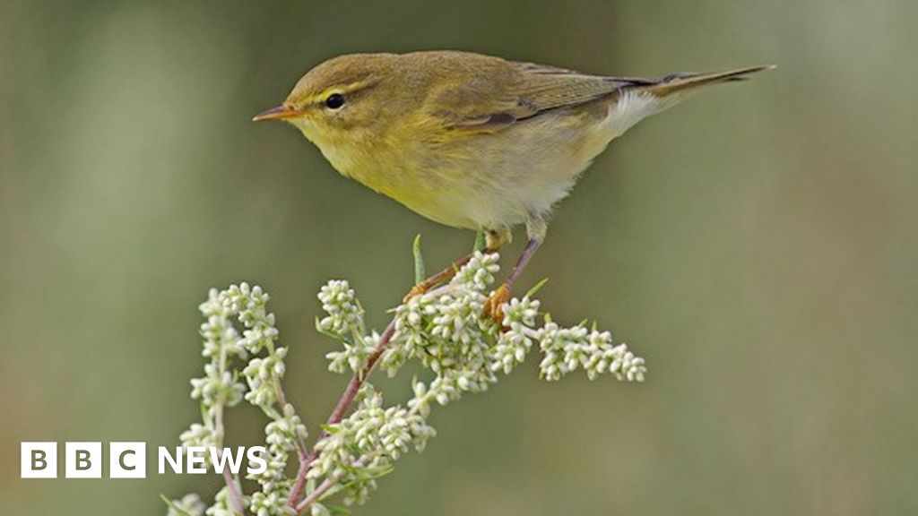 Kinver Edge rangers appeal to dog walkers