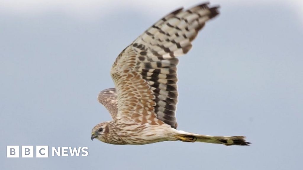 Rare Montagu's Harriers Nesting On Humber Estuary - Bbc News