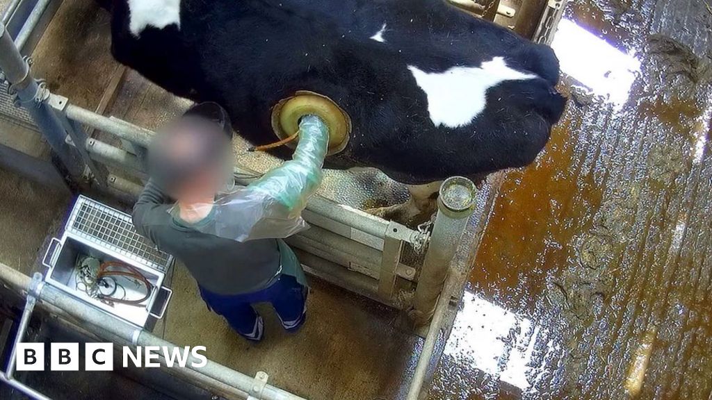 Why Are Portholes Being Used On Cows Bbc News