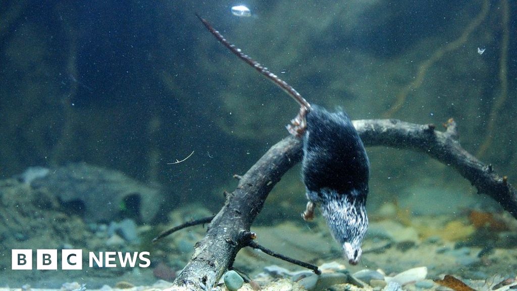 Secrets of tiny diving mammals revealed - BBC News