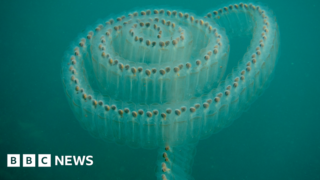Cornwall wildlife photography winners’ exhibition launches