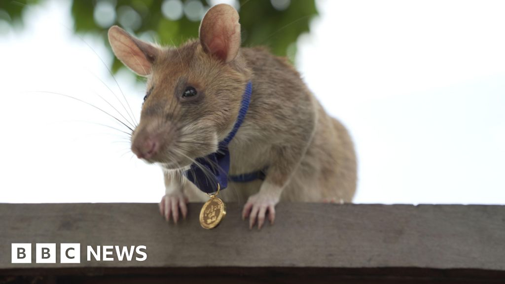 Cambodia unveils a statue of famous landmine-sniffing rat Magawa