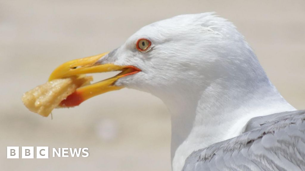 Plans for Scotland's first by-law to ban feeding gulls